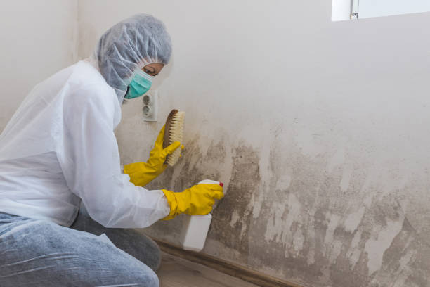 Mold Removal Process in Wood River, NE