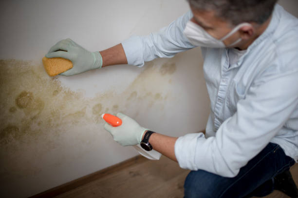 Best Mold Removal Company Near Me  in Wood River, NE