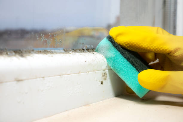 Best Emergency Mold Removal  in Wood River, NE