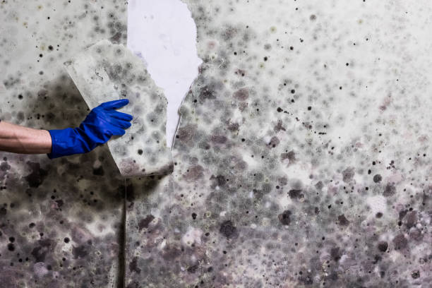 Best Mold Removal Near Me  in Wood River, NE
