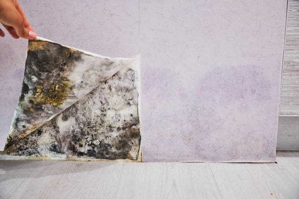 Best Local Mold Removal Service  in Wood River, NE